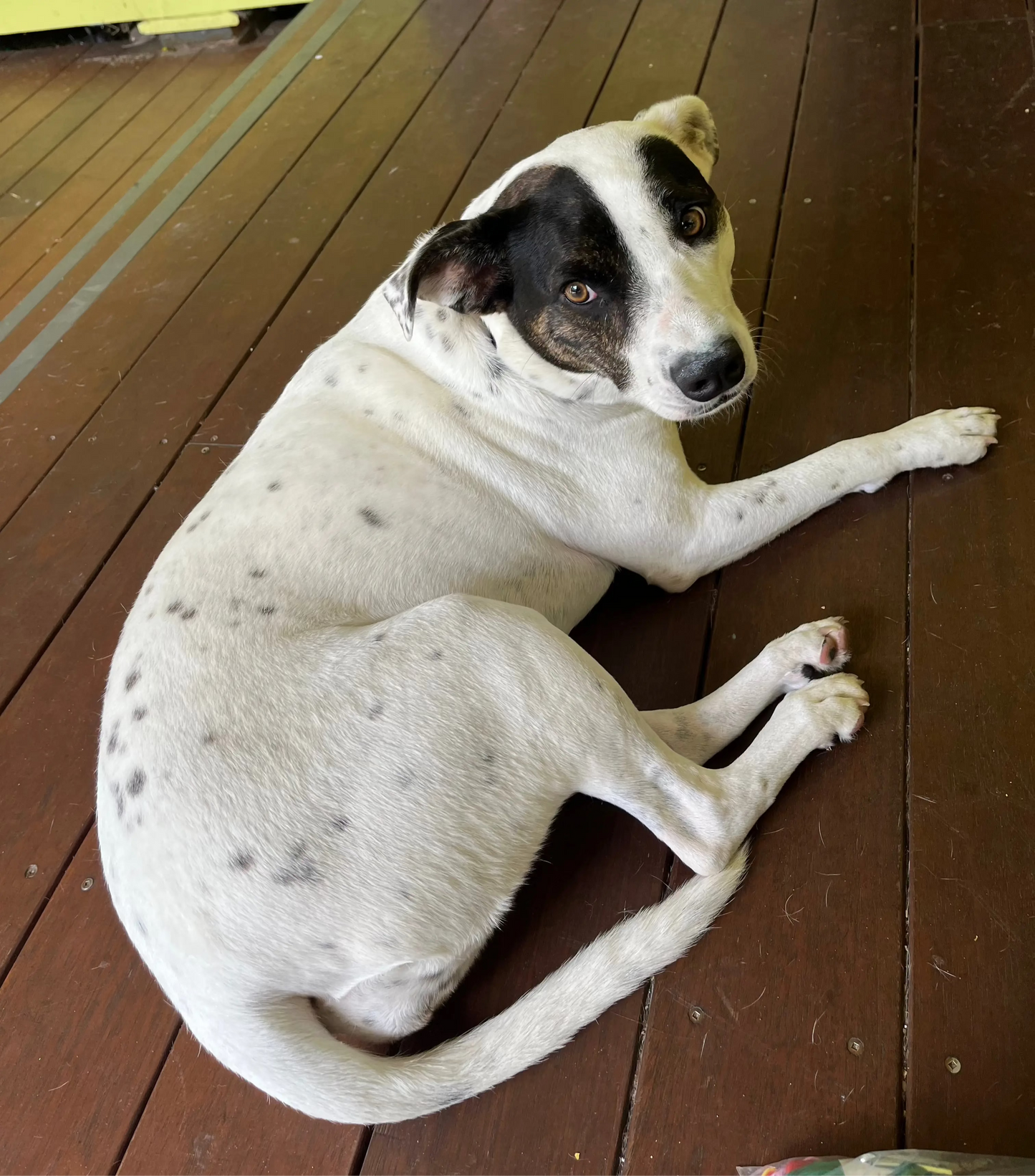 Tuna 4 point hat Finski&Co