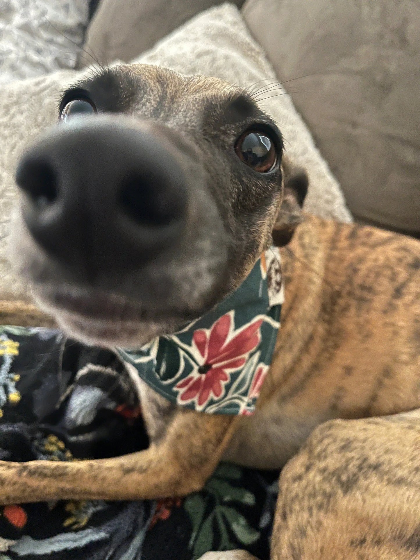 Dog Bandana Finski&Co