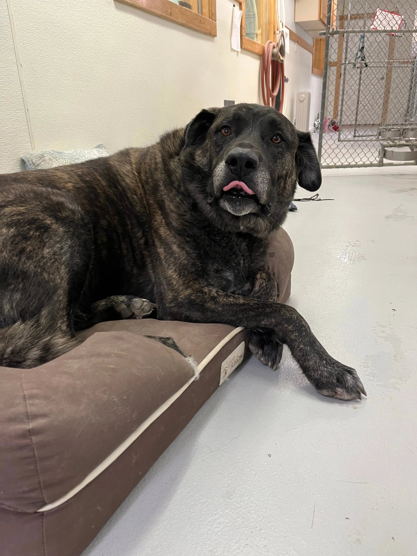 Koby 4 point Finski&Co