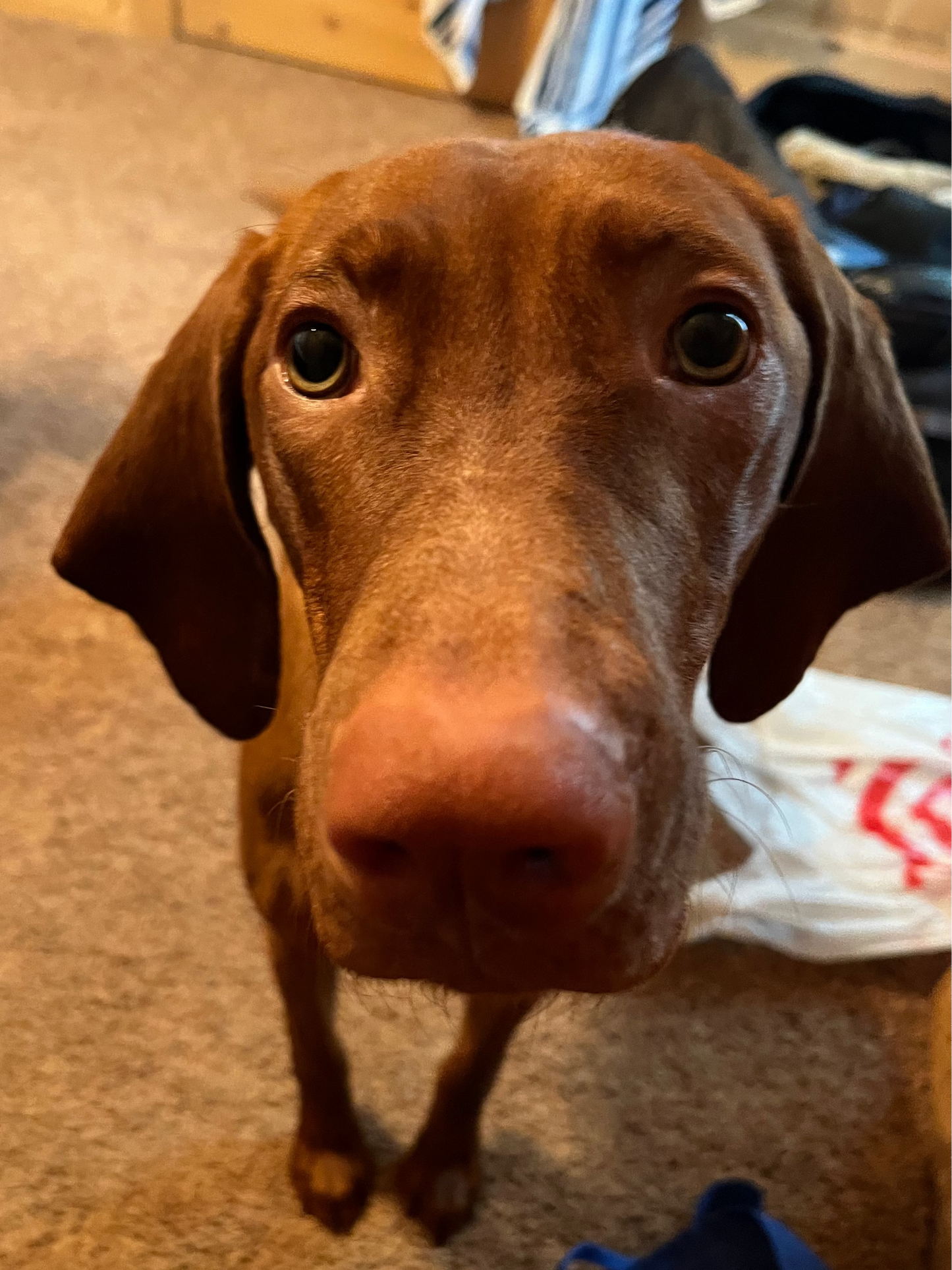 Baby Scout Sweatshirt