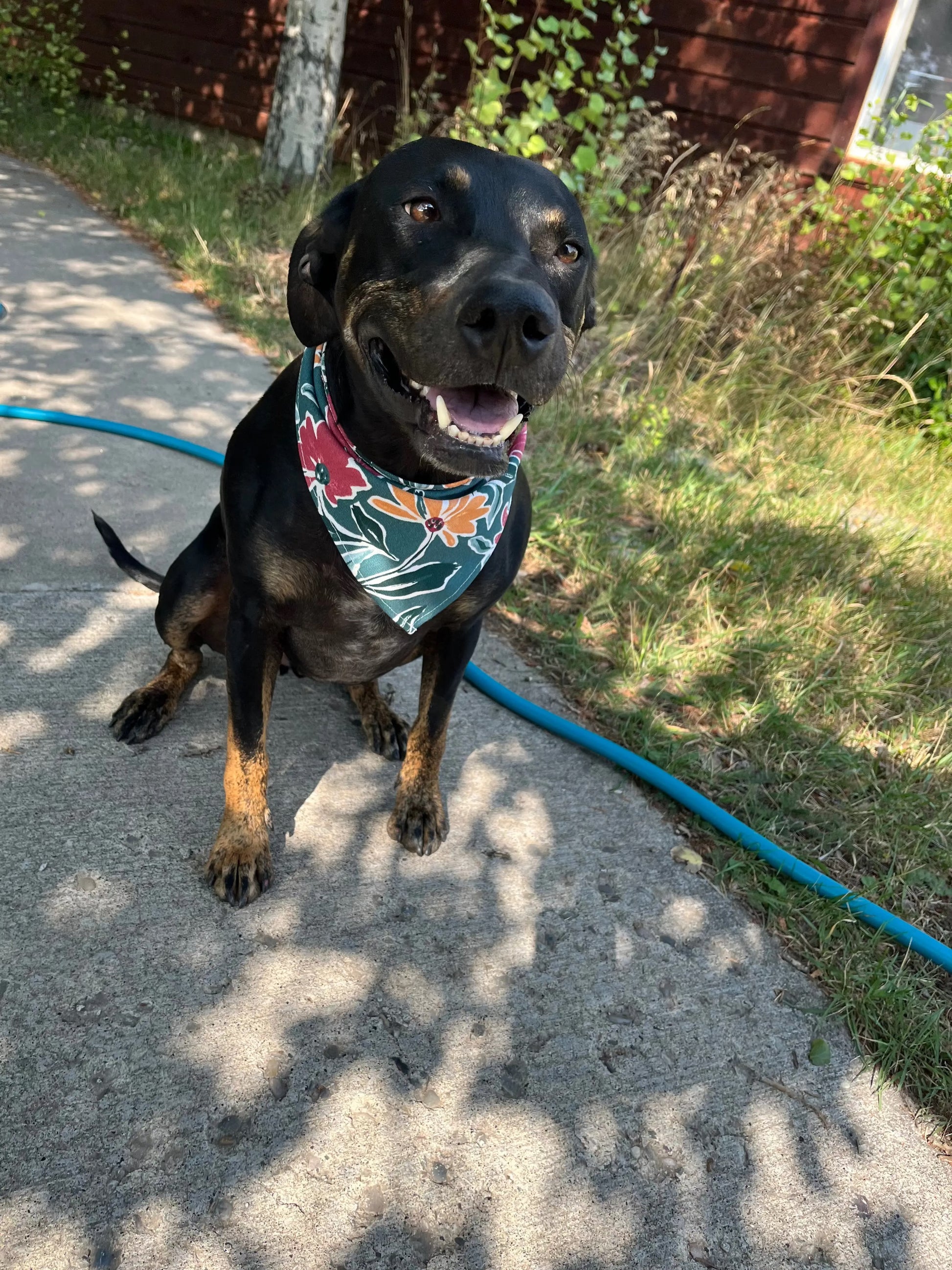 Dog Bandana Finski&Co