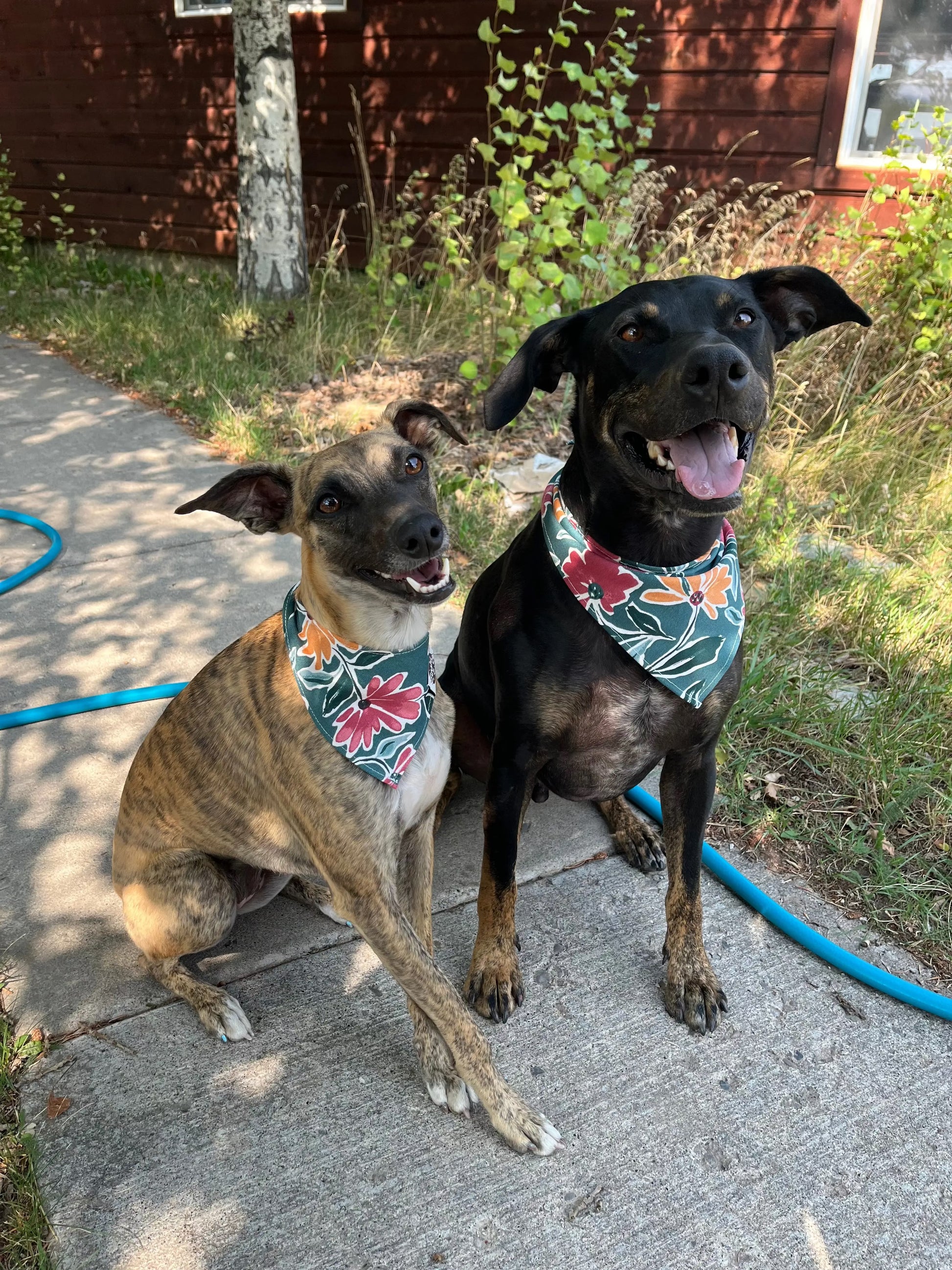 Dog Bandana Finski&Co