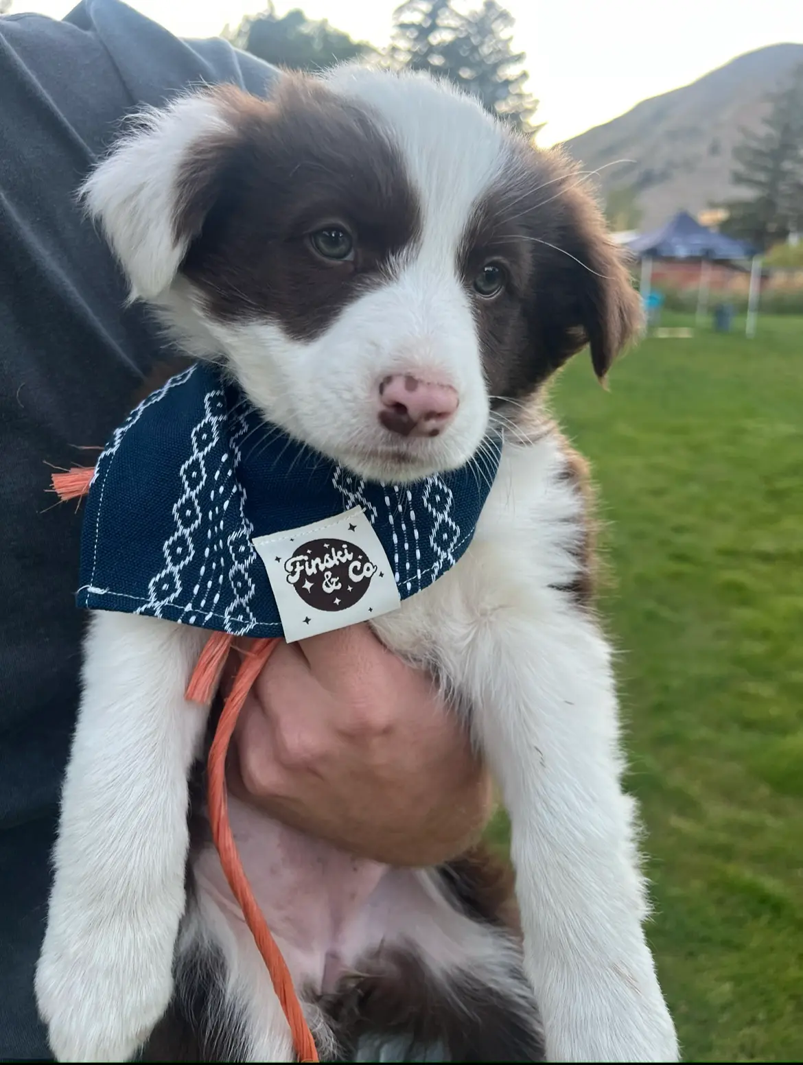 Dog Bandana Finski&Co