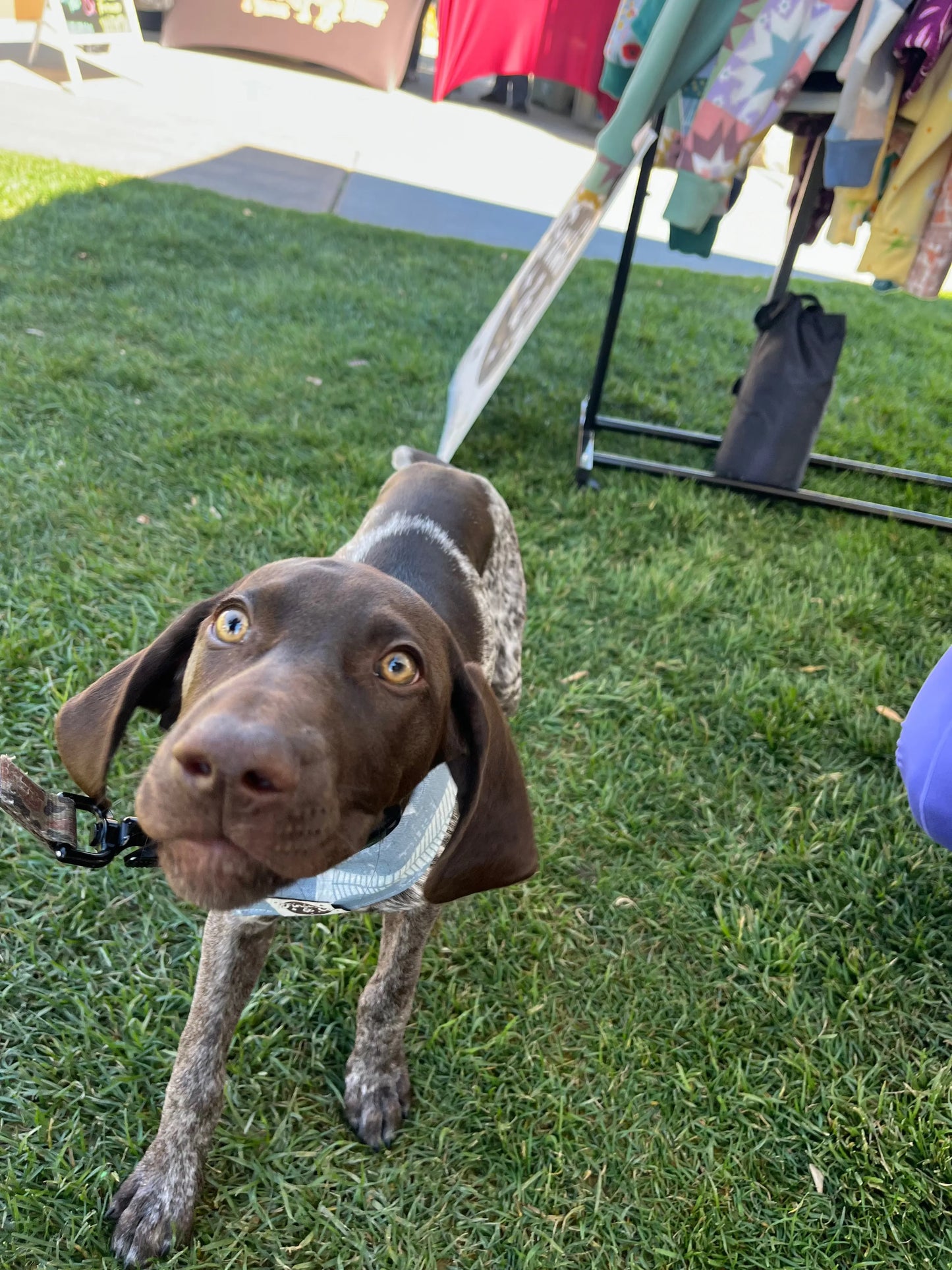 Dog Bandana Finski&Co