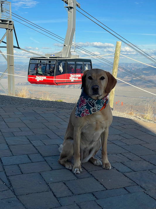 Dog Bandana Finski&Co